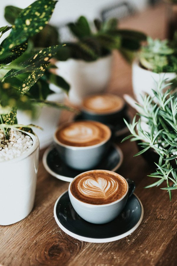 Comment développer un menu de boissons à base de plantes pour un café zen?